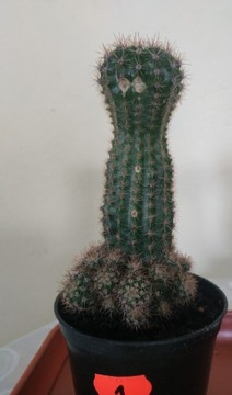 Echinopsis kaktus