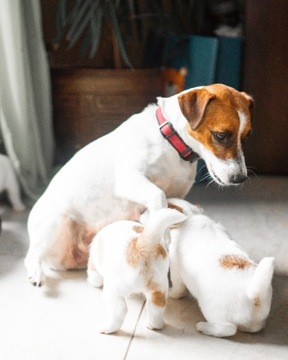szczeniaki z rodowodem Jack Russell Terrier