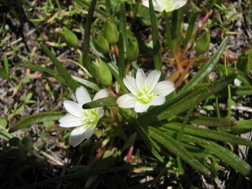 Lewizja Lewisia nevadensis