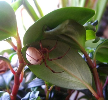 Latrodectus pallidus samica -spiderbeeder