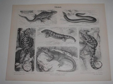 Zwierzęta   duże, oryginalne XIX w. grafiki