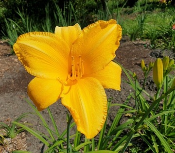 MAYAH GUY liliowiec obficie kwitnący duża kępka