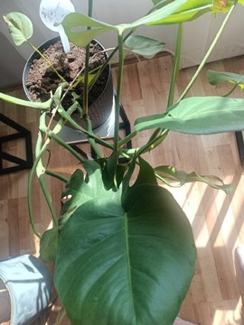 Monstera delicjosa