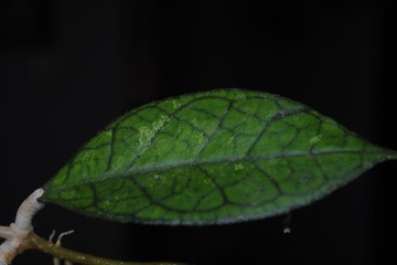 Hoya finlaysonii I z Aleyagarden Hoja