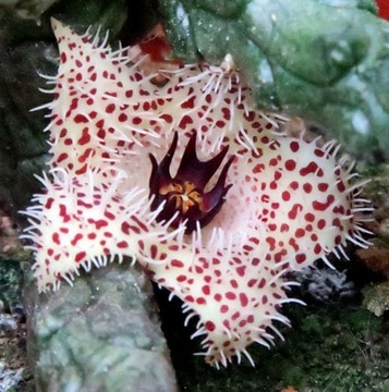 Kaktusy! -Stapelianthus madagascariensis-RARYTAS!!