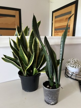 Sansewieria Whitney i futura superba sansevieria