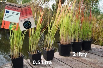 Imperata cylindryczna Red Baron- Pakiet 6 szt.-XL