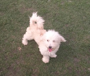 Wspaniale Maltipoo biały-apricot odchowany