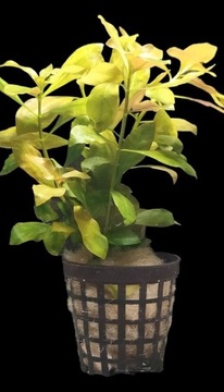 Ludwigia Repens Mesakana - koszyk