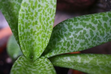 Sadzonka Scilla pauciflora Ledebouria socialis