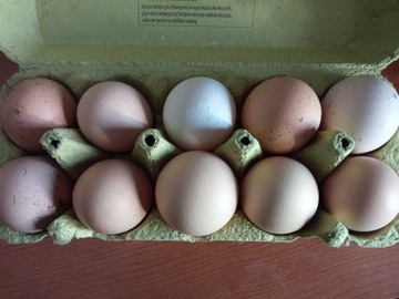 Jajka wiejskie 30 sztuk. Kury na wolnym wybiegu.