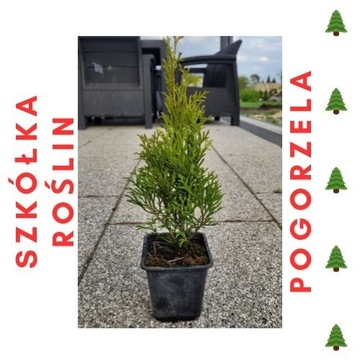 TUJA SZMARAGD 30-40 cm PROMOCJA!!! Thuja POLSKA