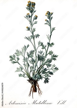 Artemisia Mutellina - genipi