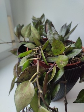 Hoya Krohniana Black Leaves cięta sadzonka 