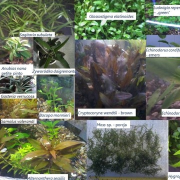 Zestaw roślin do akwarium i rośliny doniczkowe 