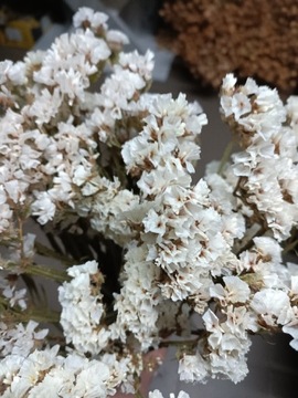 Zatrwian bialy naturalny suszony  kwiaty bukiety 