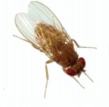 Muszki owocówki Drosophila HYDEI NIELOTY 