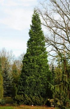 Thuja Plicata Zebrina Żywotnik Tuja 130 cm donica.