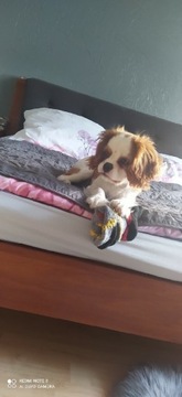 Cavalier King Charles Spaniel