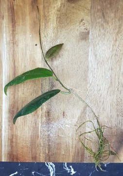 Hoya caudata big leaves - ukorzeniona sadzonka