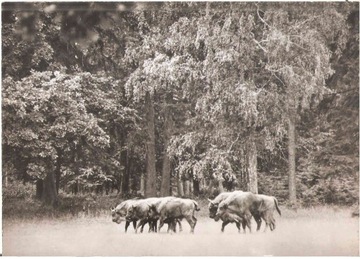 BIAŁOWIEŻA --- ŻUBRY W REZERWACIE --- 1967