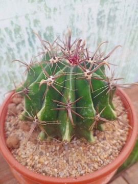 FEROCACTUS HORRIDUS?