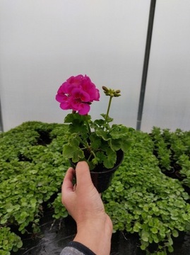 Pelargonia zonale- purpura- stojąca