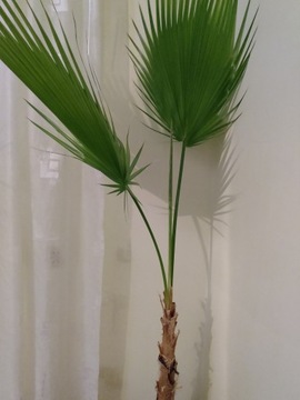 Palma Washingtonia robusta ok. 1.60 m