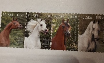 Polskie konie arabskie