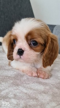 Cavalier King Charles Spaniel z rodowodem