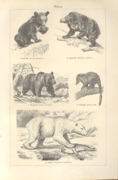 Zwierzęta cz. 9 oryginalne XIX w. grafiki