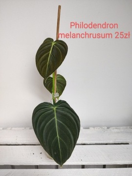 Philodendron melanochrysum filodendron