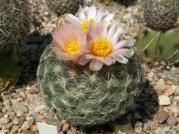 Pediocactus simpsonii VZD 865 - 10 nasion