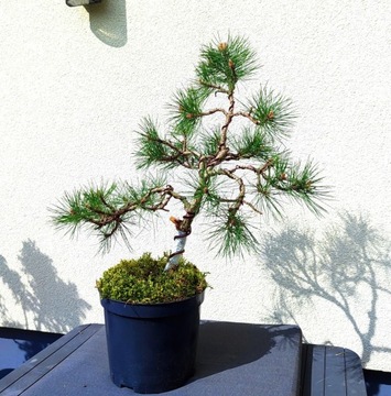 Piękna Sosna Czarna materiał na Bonsai 55cm