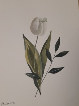Tulipan namalowany akwarelą 