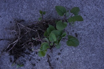 Czyściec leśny (Stachys sylvatica), sadzonka