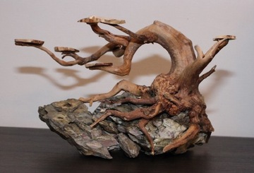 Drzewko bonsai na skale -naturalna ozdoba -korzeń