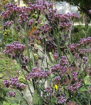 Werbena patagońska Verbena bonariensis 100 n/22