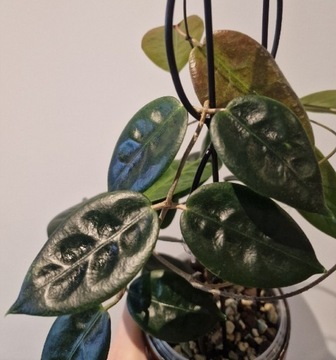 Hoya piestolepis, hoja kolekcjonerska 