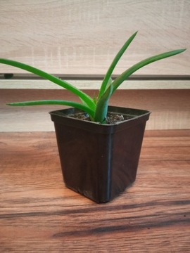 Aloes zwyczajny, Aloe vera leczniczy