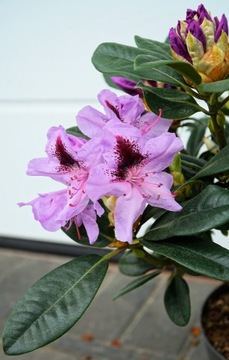 RÓŻANECZNIK METALLICA - Rhododendron * CUDO 