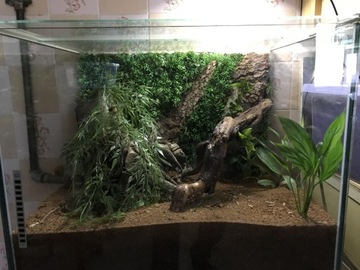 Terrarium 60x46x52 z wystrojem