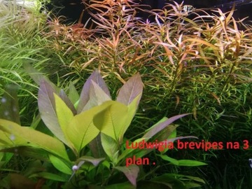 Ludwigia brevipes na 3 plan . Hodowla podwodna.
