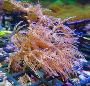 Anthelia biała - szczepka korala