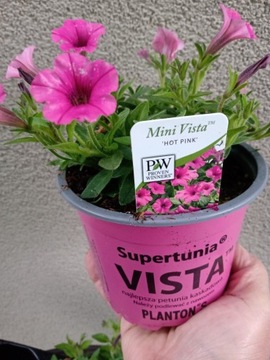 SUPERTUNIA MINI VISTA ,, HOT PINK " P10