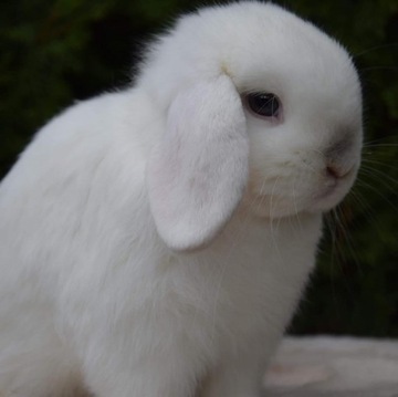 Mini Lop samiec o przepięknej budowie