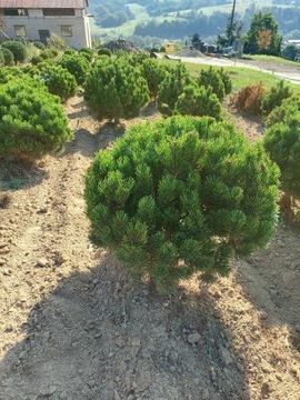 SOSNA  Pinus mugo Wintergold 50-70cm