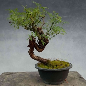 Drzewko BONSAI róża właściwa 