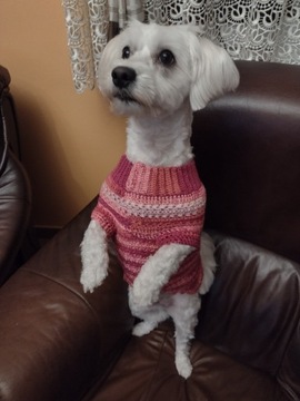 Sweterek dla psa, handmade