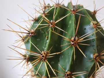 Kaktus. Echinopsis "trubkocwietnyj" tubiflora